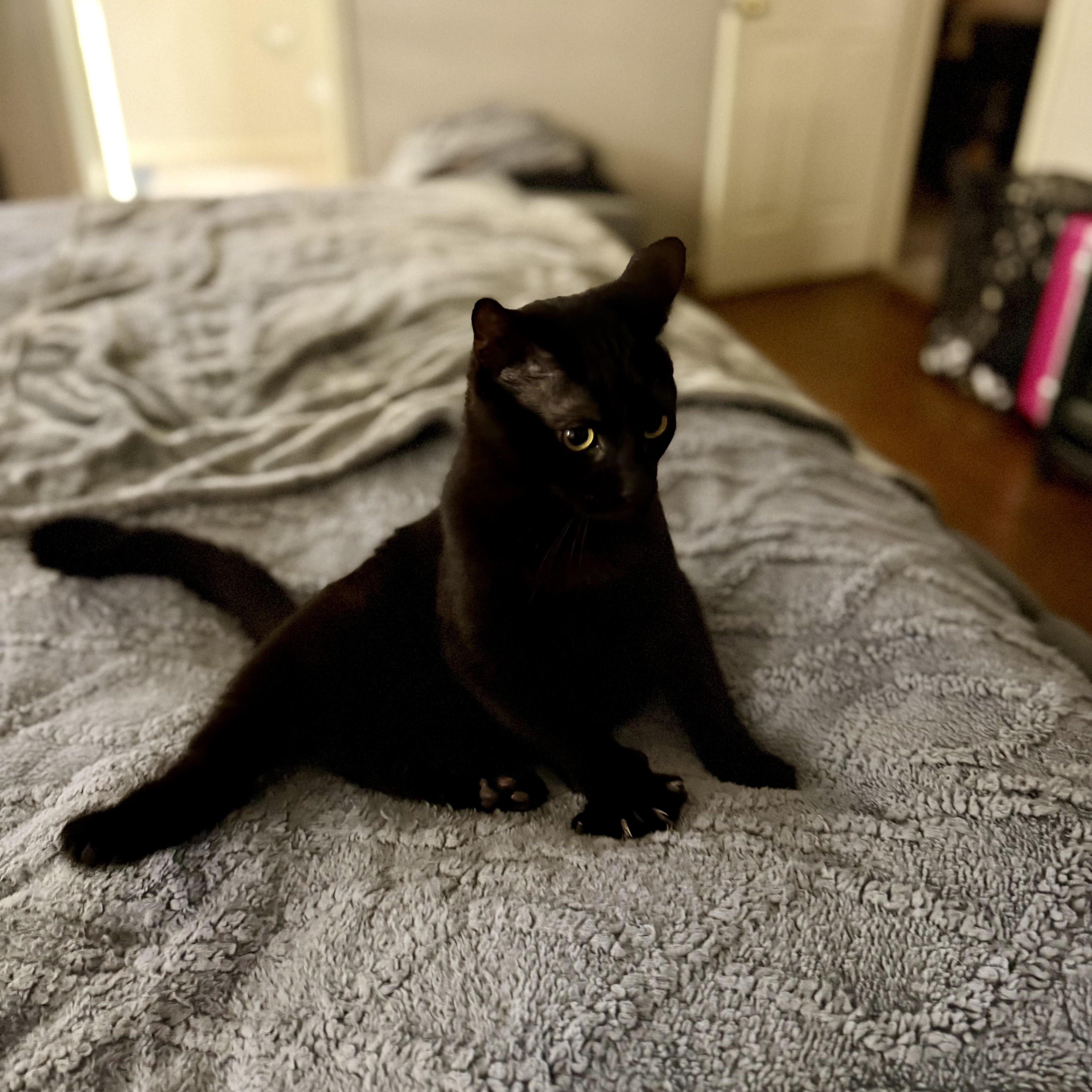 Enlarge Blackjack, an adopted mixed breed in Baytown, TX image 6/6