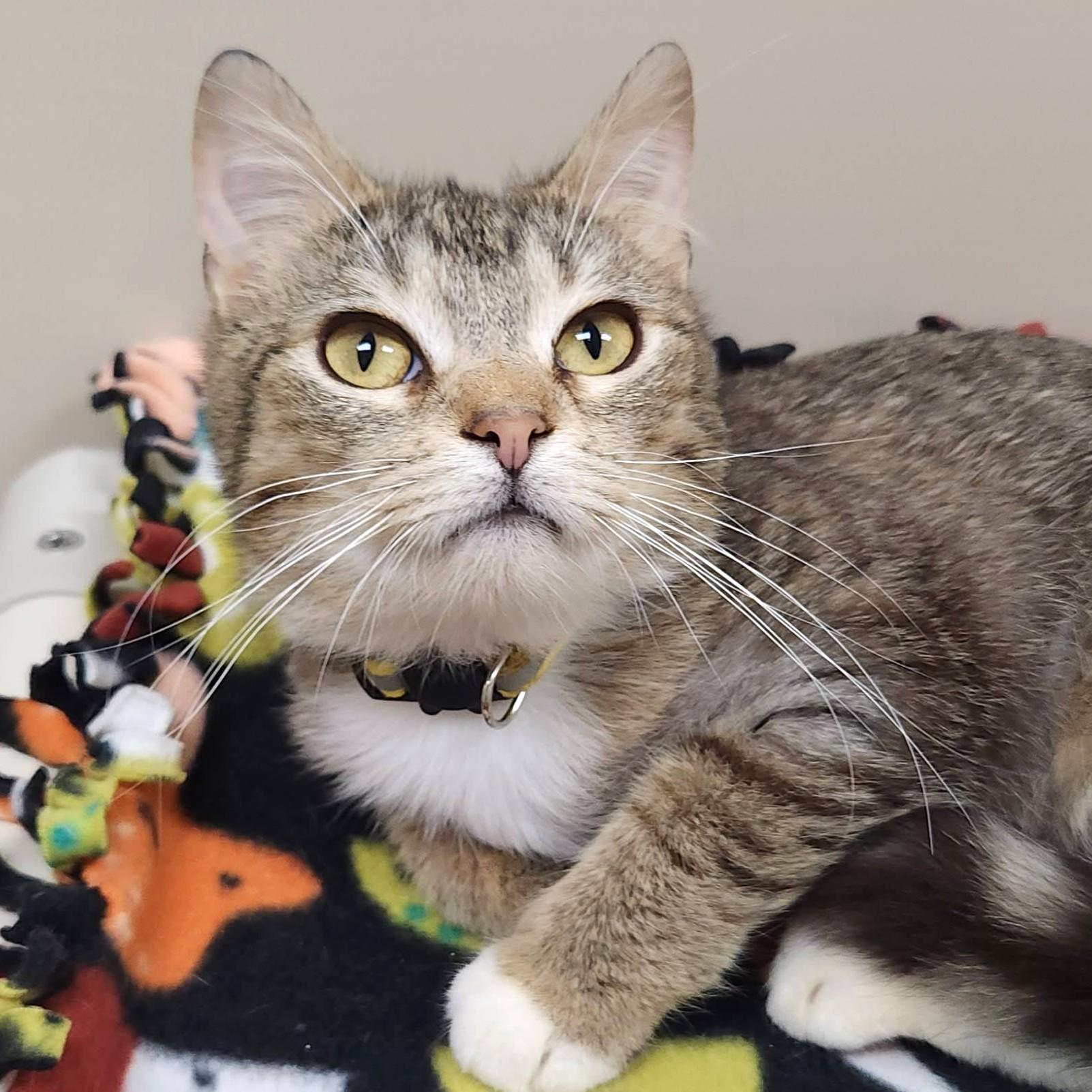 Enlarge Haven, an adopted Tabby in Marshfield, WI image 2/4