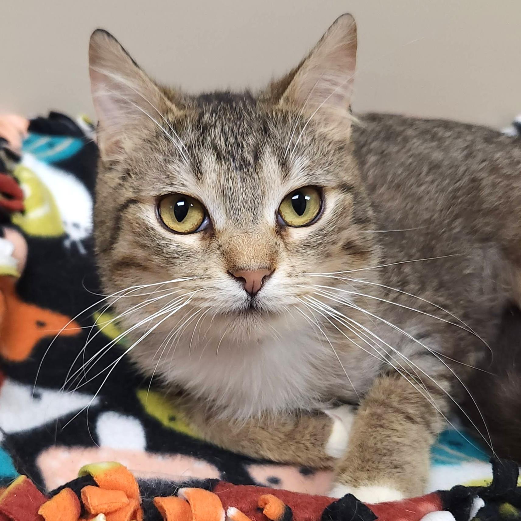 Enlarge Haven, an adopted Tabby in Marshfield, WI image 3/4