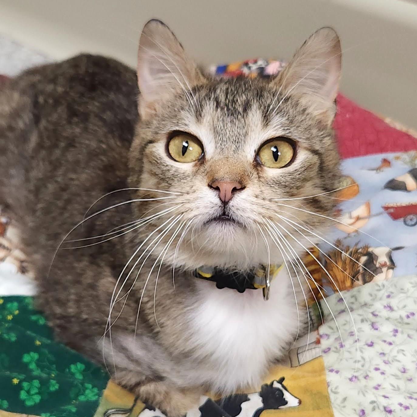 Enlarge Haven, an adopted Tabby in Marshfield, WI image 4/4