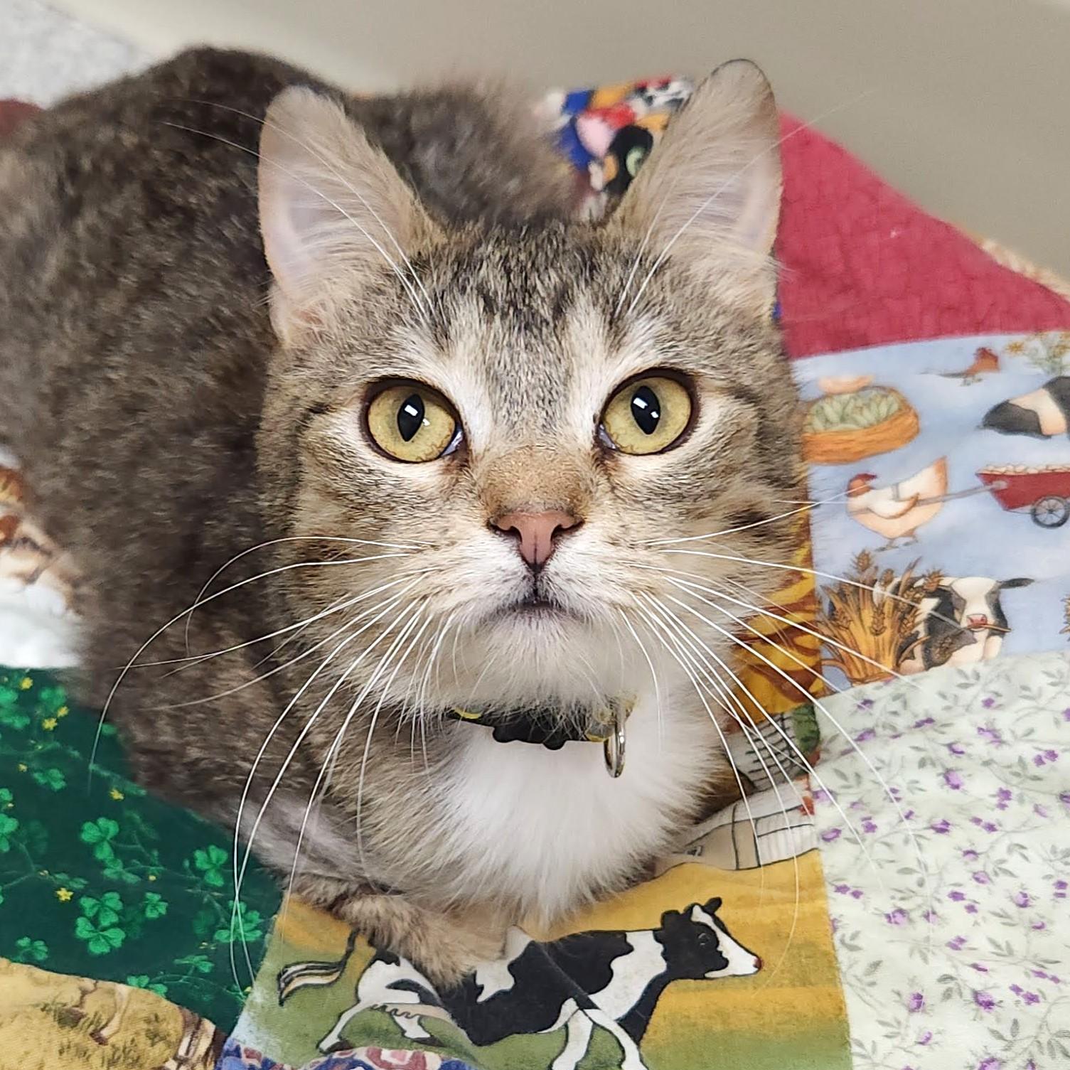 Enlarge Haven, an adopted Tabby in Marshfield, WI image 1/4