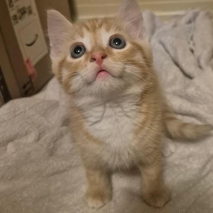 Percy, Adoptable, Kitten Male Domestic Short Hair.
