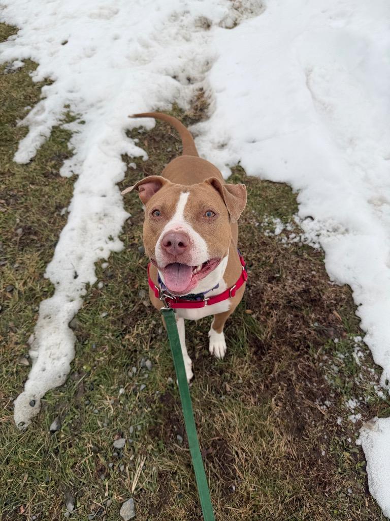 Amaya, Adoptable, Adult Female Pit Bull Terrier.