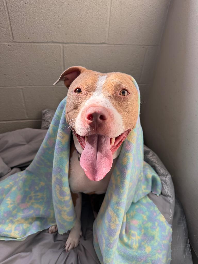 Amaya, a Adoptable Pit Bull Terrier in Hyde Park, NY image 3/4