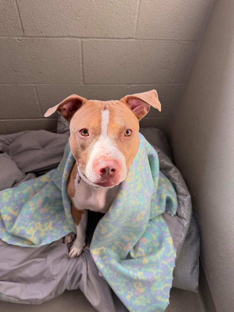 Amaya, a Adoptable Pit Bull Terrier in Hyde Park, NY image 4/4