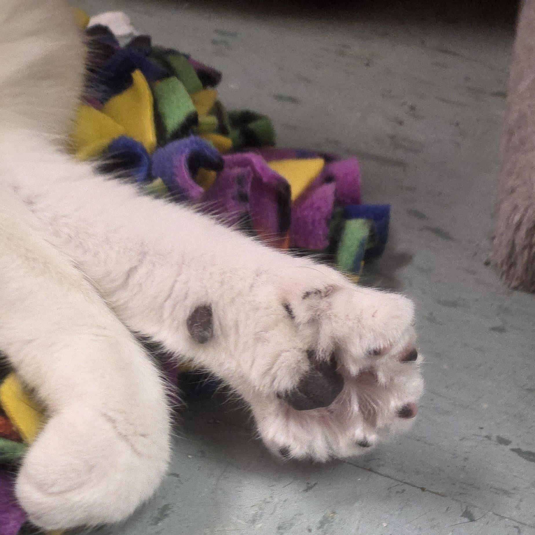 Enlarge Jellybean, a ADOPTABLE mixed breed in Louisville, OH image 6/6