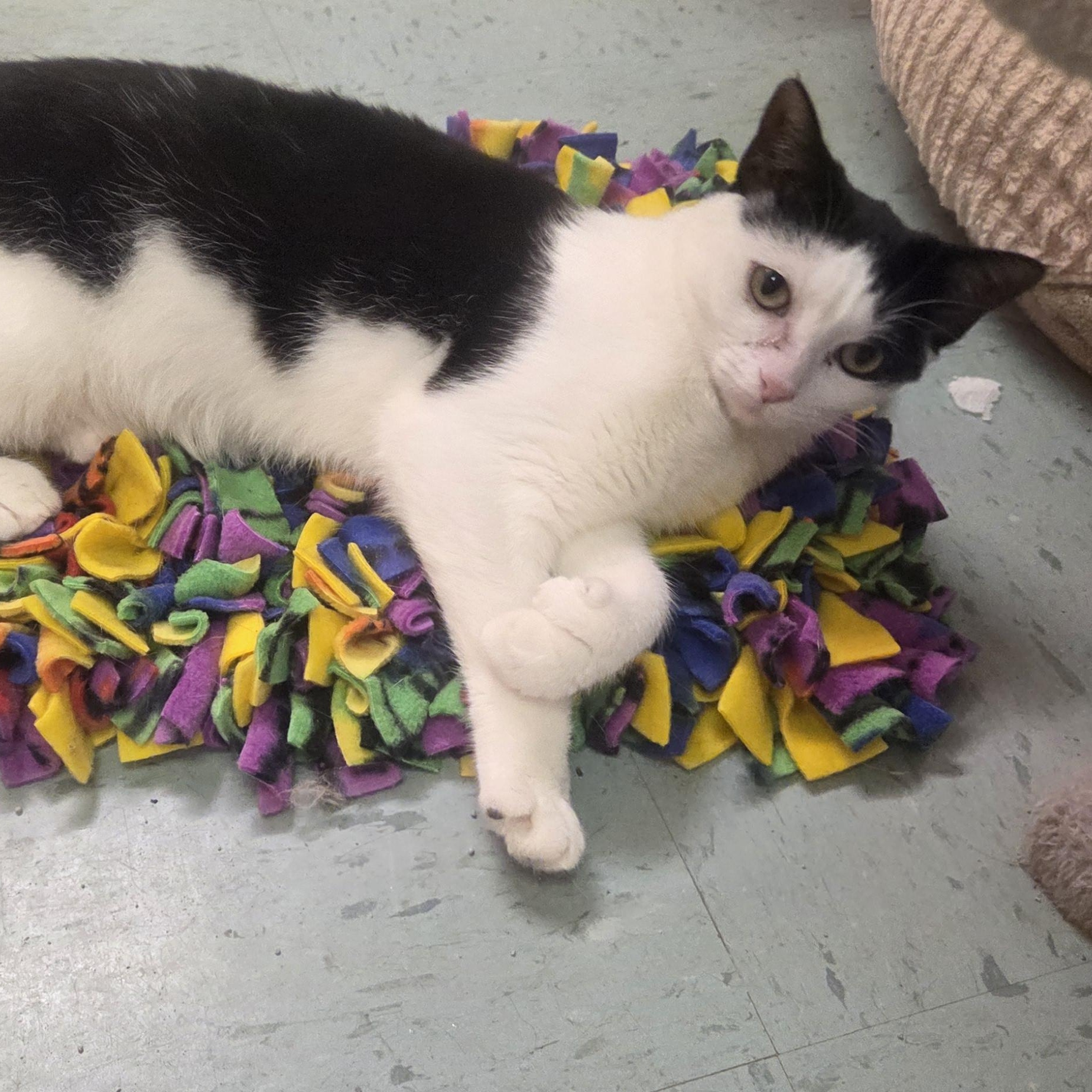 Enlarge Jellybean, a ADOPTABLE mixed breed in Louisville, OH image 4/6
