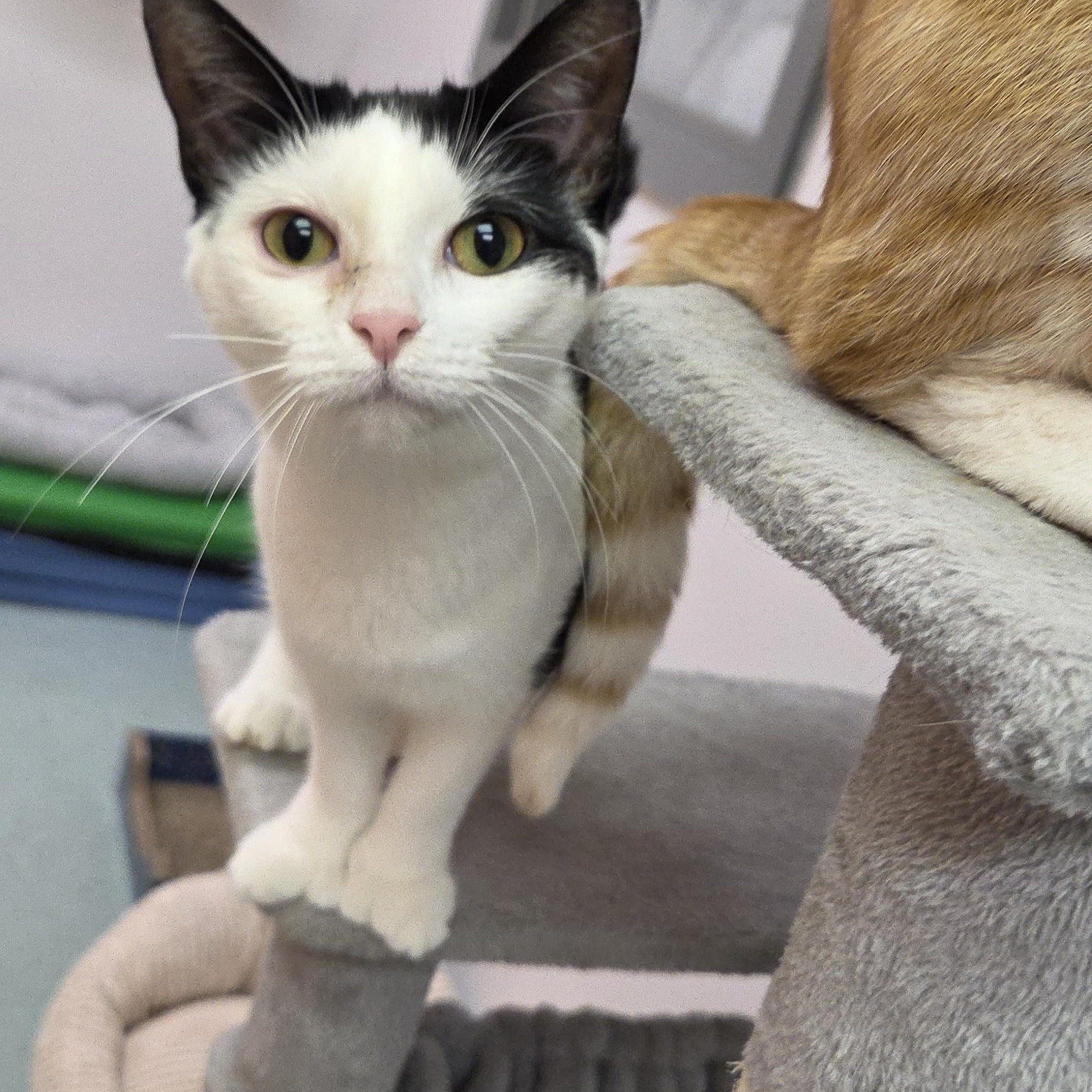 Enlarge Jellybean, a ADOPTABLE mixed breed in Louisville, OH image 1/6