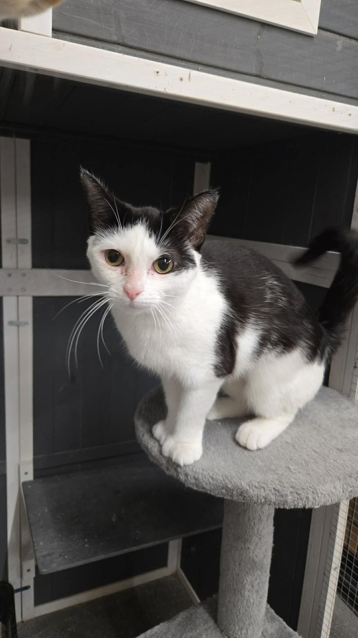 Jellybean, a ADOPTABLE mixed breed in Canton, OH image 1/2
