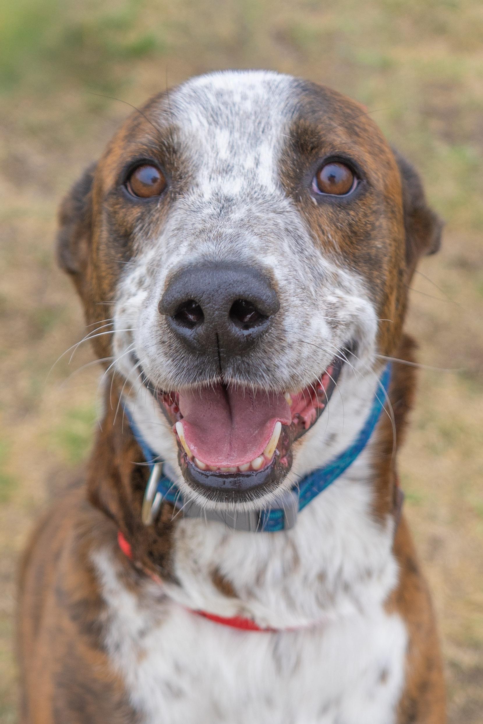 Miles, a ADOPTABLE Mixed Breed in Rapid City, SD image 3/6