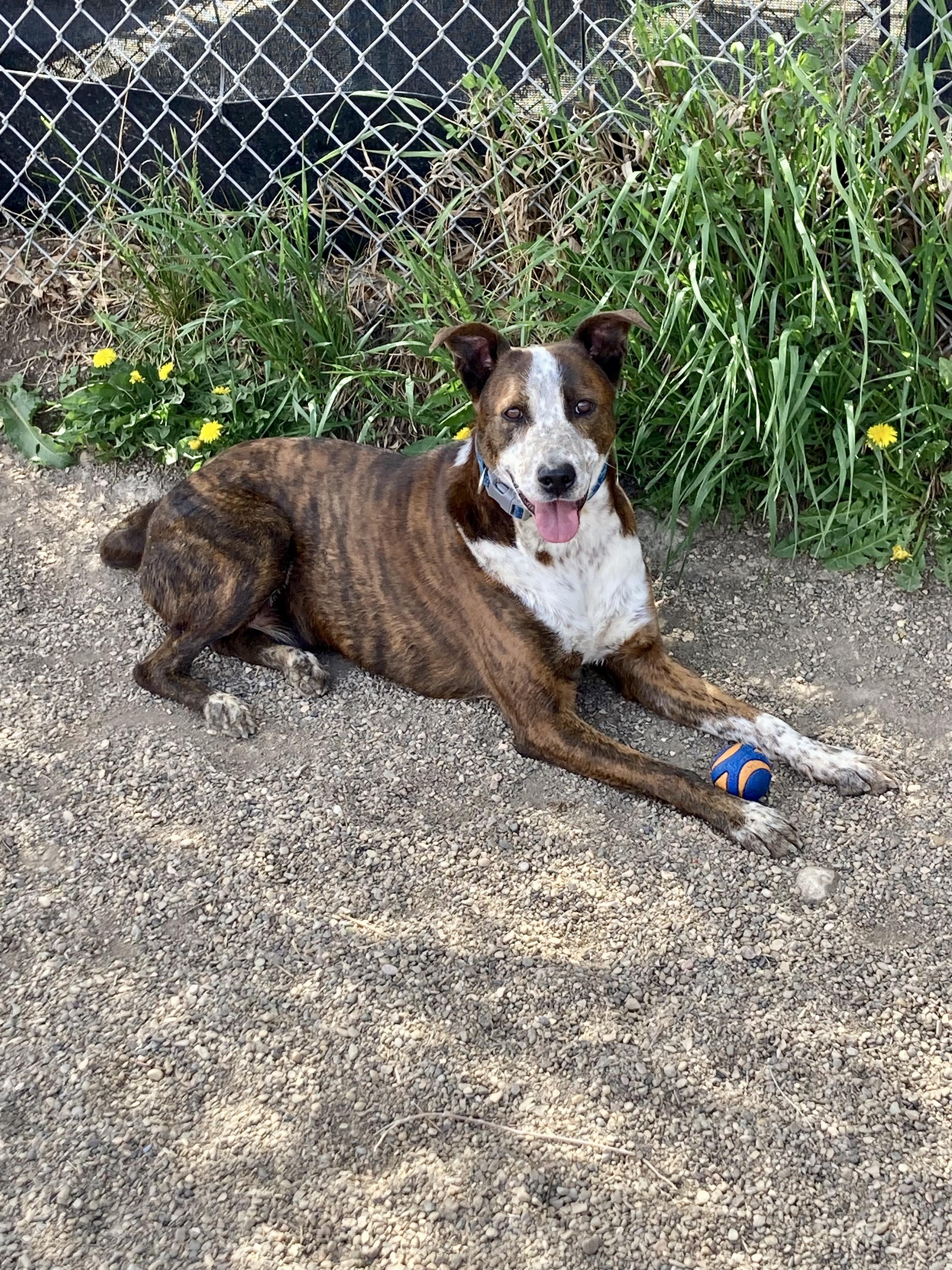 Miles, a ADOPTABLE Mixed Breed in Rapid City, SD image 6/6