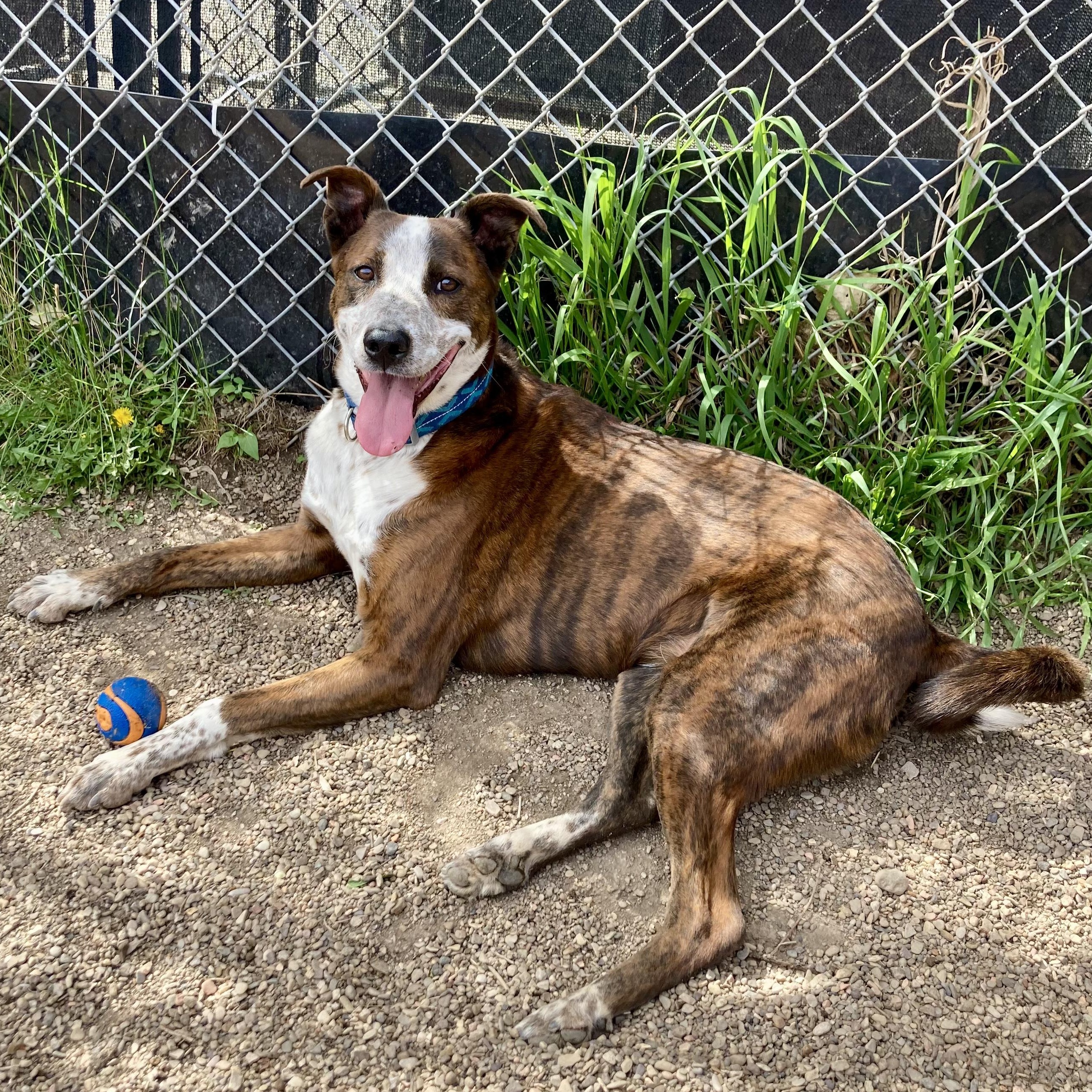 Miles, a ADOPTABLE Mixed Breed in Rapid City, SD image 4/6