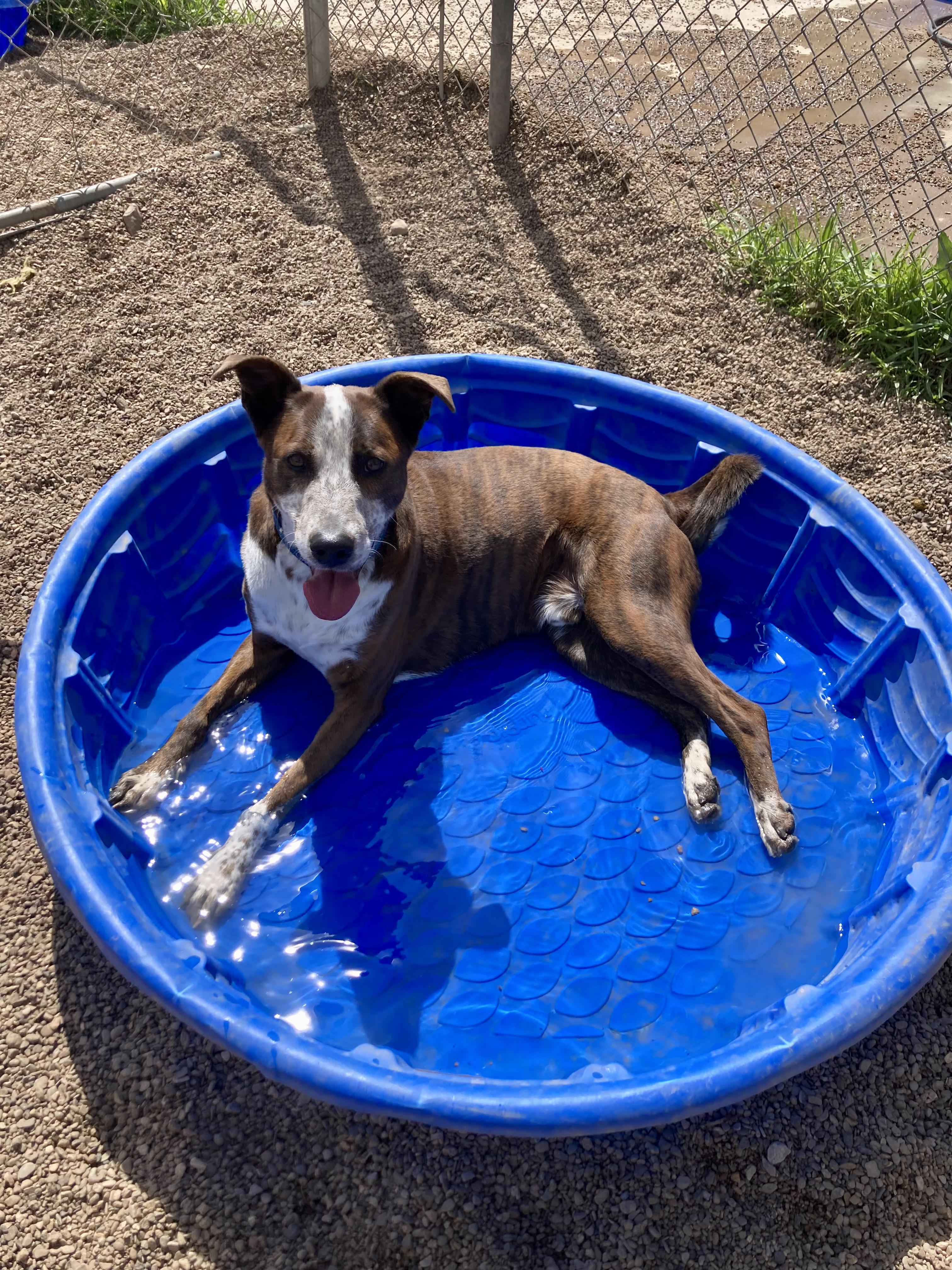 Miles, a ADOPTABLE Mixed Breed in Rapid City, SD image 5/6