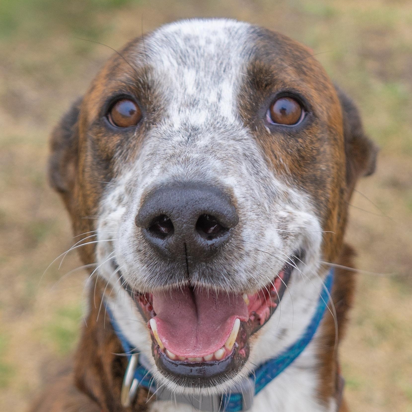 Miles, ADOPTABLE, Adult Male Mixed Breed.