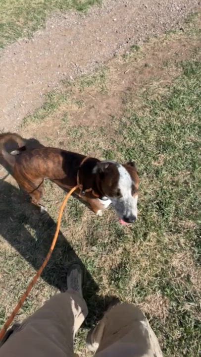 Enlarge Miles, a ADOPTABLE Mixed Breed in Rapid City, SD video 2/6