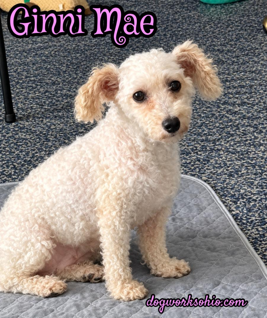 Enlarge Virginia (Ginni) Mae, a Adoptable Bichon Frise in Toledo, OH image 1/6