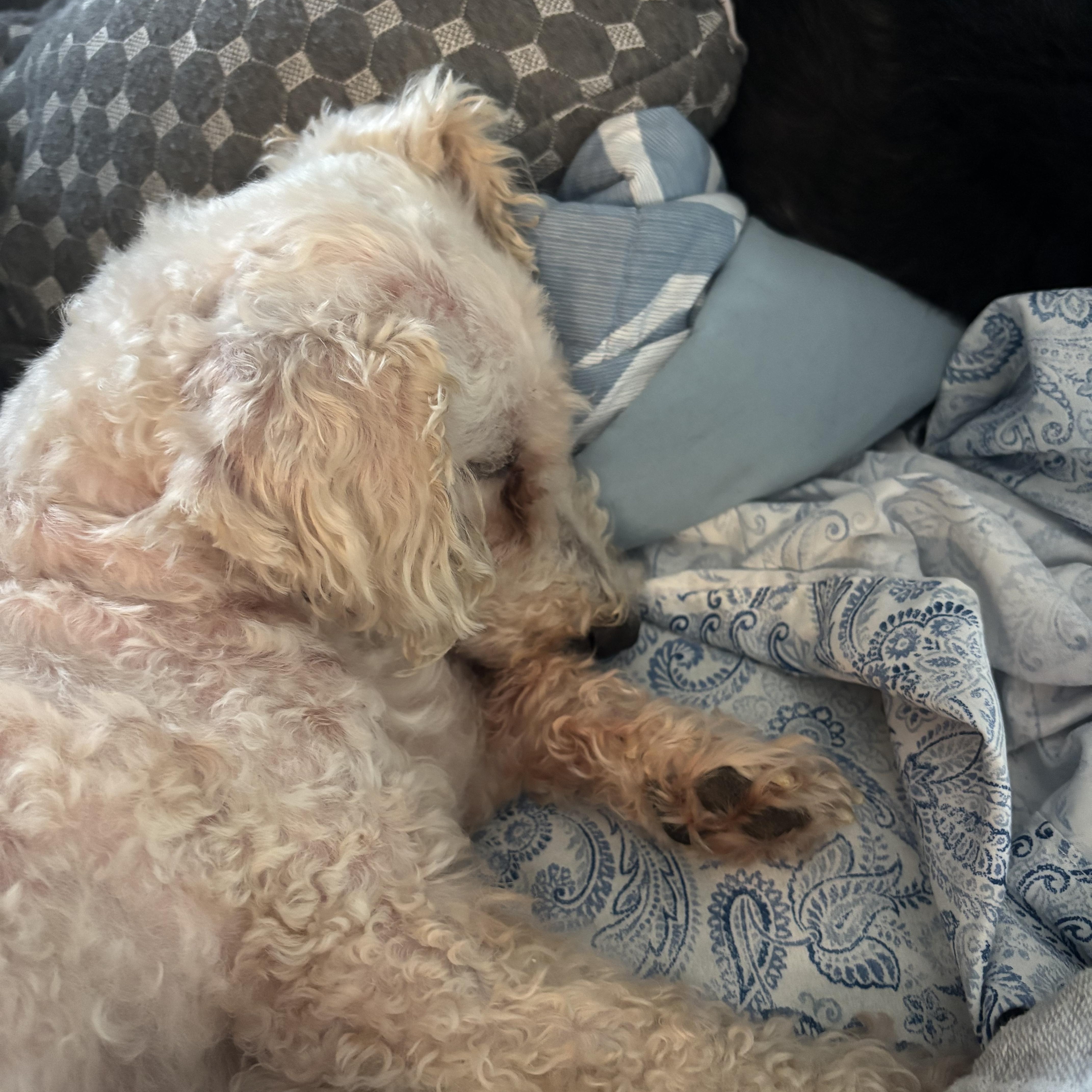 Enlarge Virginia (Ginni) Mae, a Adoptable Bichon Frise in Toledo, OH image 3/6