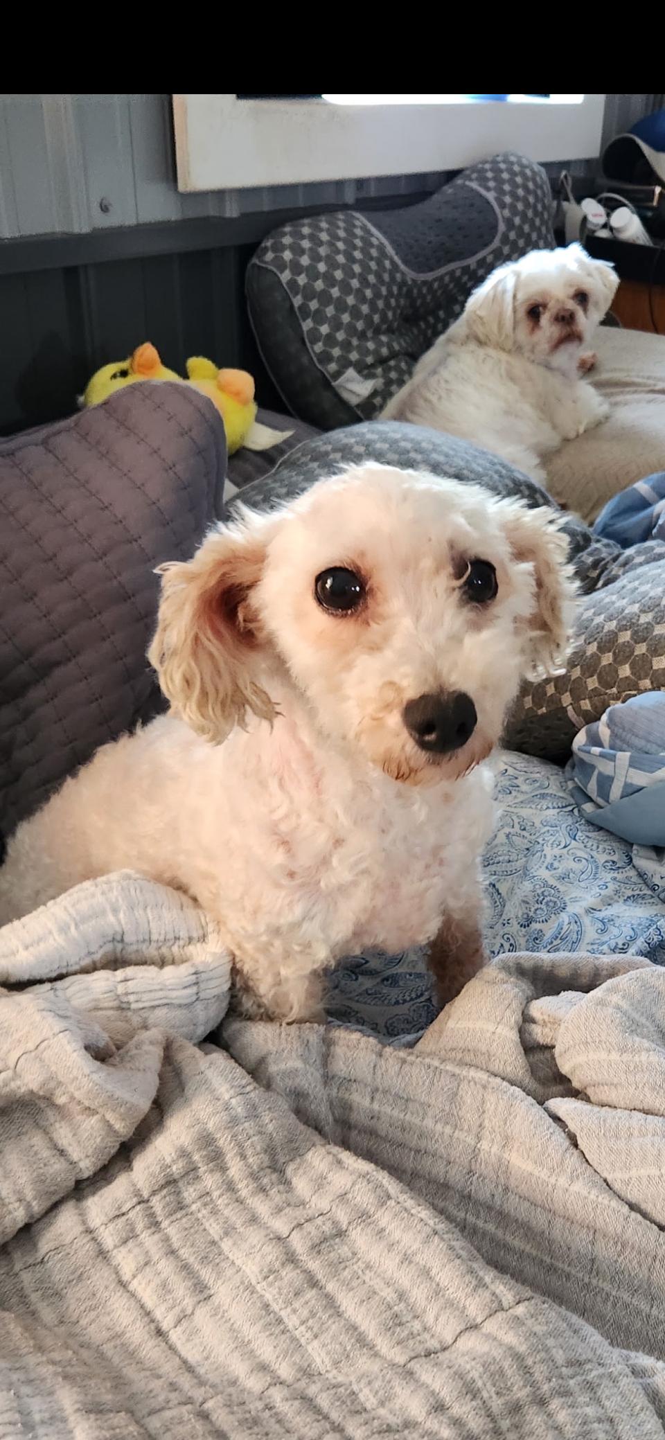 Enlarge Virginia (Ginni) Mae, a Adoptable Bichon Frise in Toledo, OH image 5/6