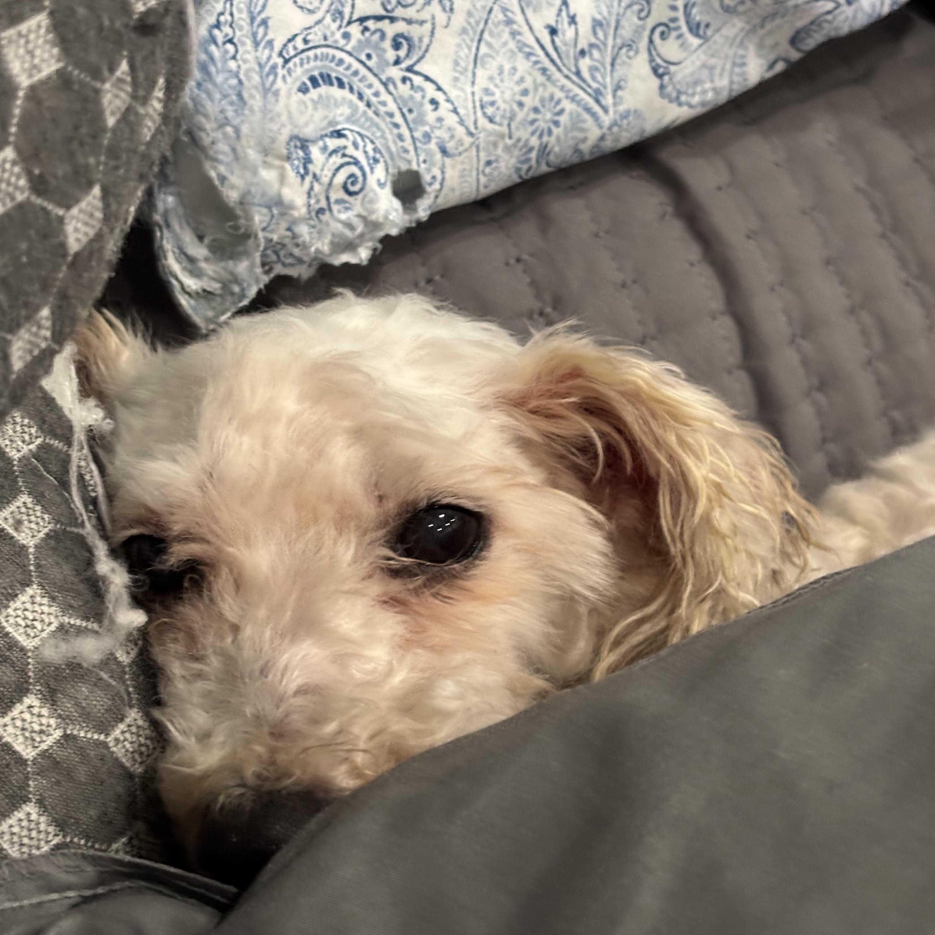 Enlarge Virginia (Ginni) Mae, a Adoptable Bichon Frise in Toledo, OH image 4/6