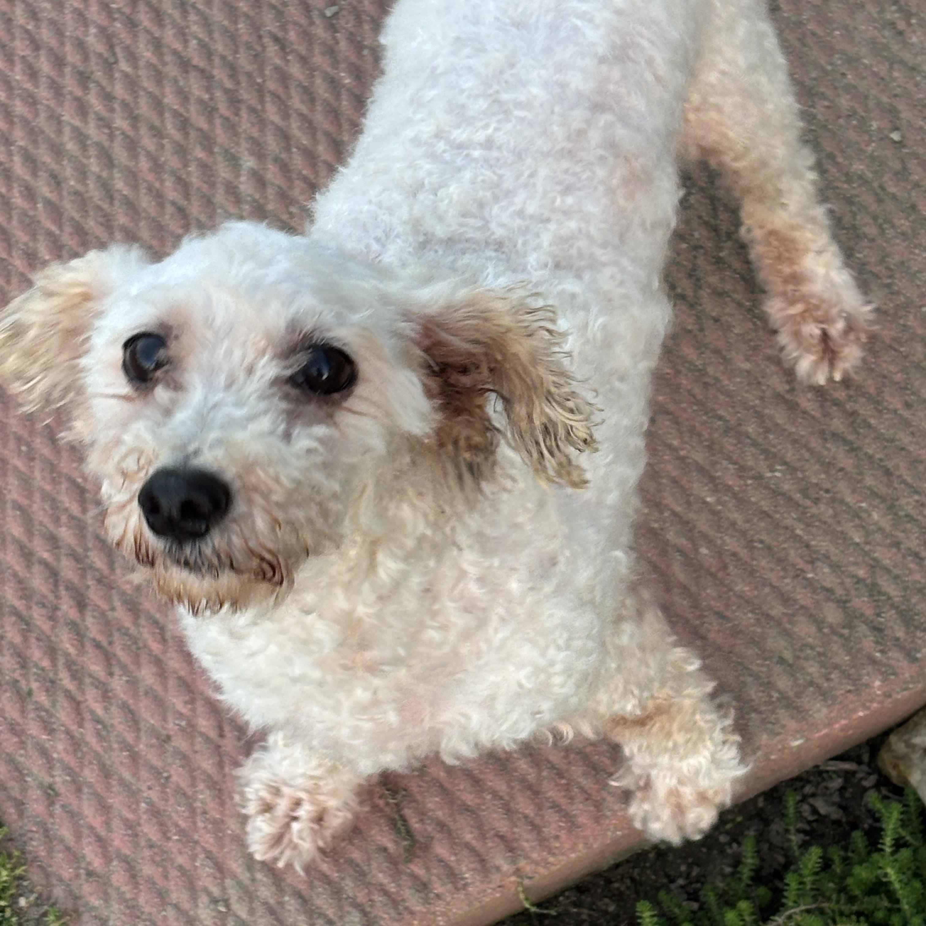 Enlarge Virginia (Ginni) Mae, a Adoptable Bichon Frise in Toledo, OH image 2/6
