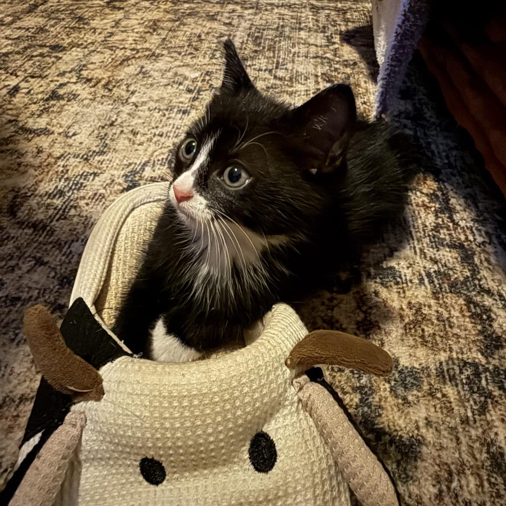 Megatron, Adoptable, Kitten Male Domestic Medium Hair.