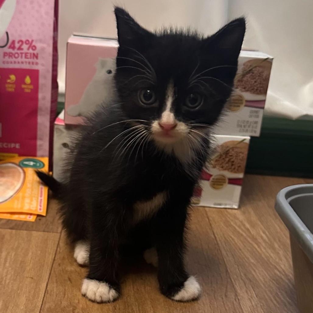 Megatron, a Adoptable Domestic Medium Hair in Pahoa, HI image 2/6