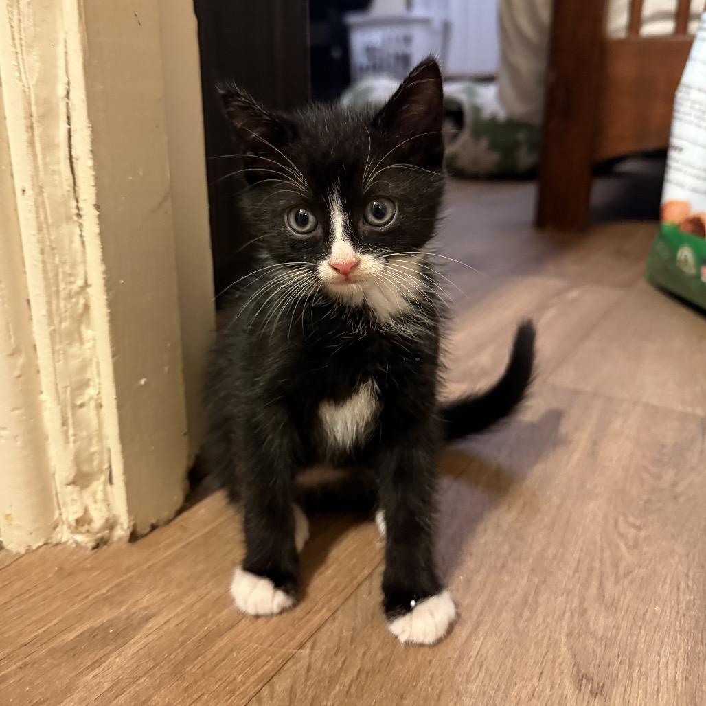 Megatron, a Adoptable Domestic Medium Hair in Pahoa, HI image 3/6