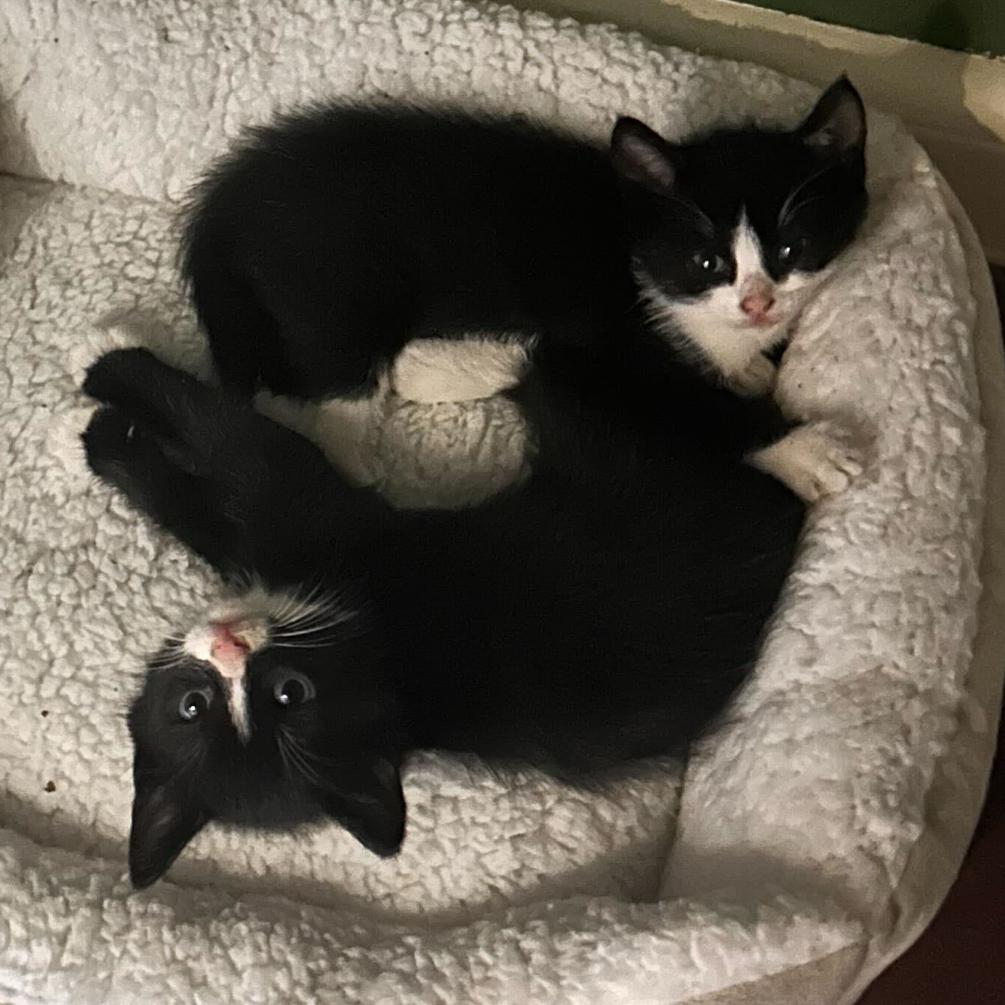 Megatron, a Adoptable Domestic Medium Hair in Pahoa, HI image 4/6