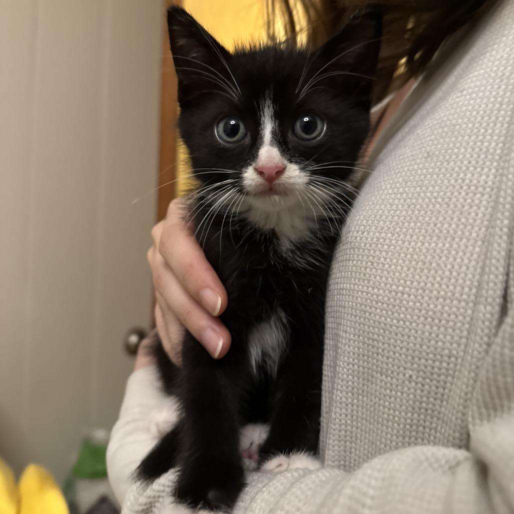 Megatron, a Adoptable Domestic Medium Hair in Pahoa, HI image 5/6