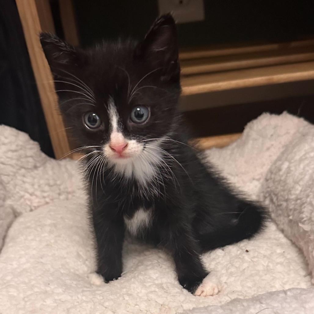 Megatron, a Adoptable Domestic Medium Hair in Pahoa, HI image 6/6