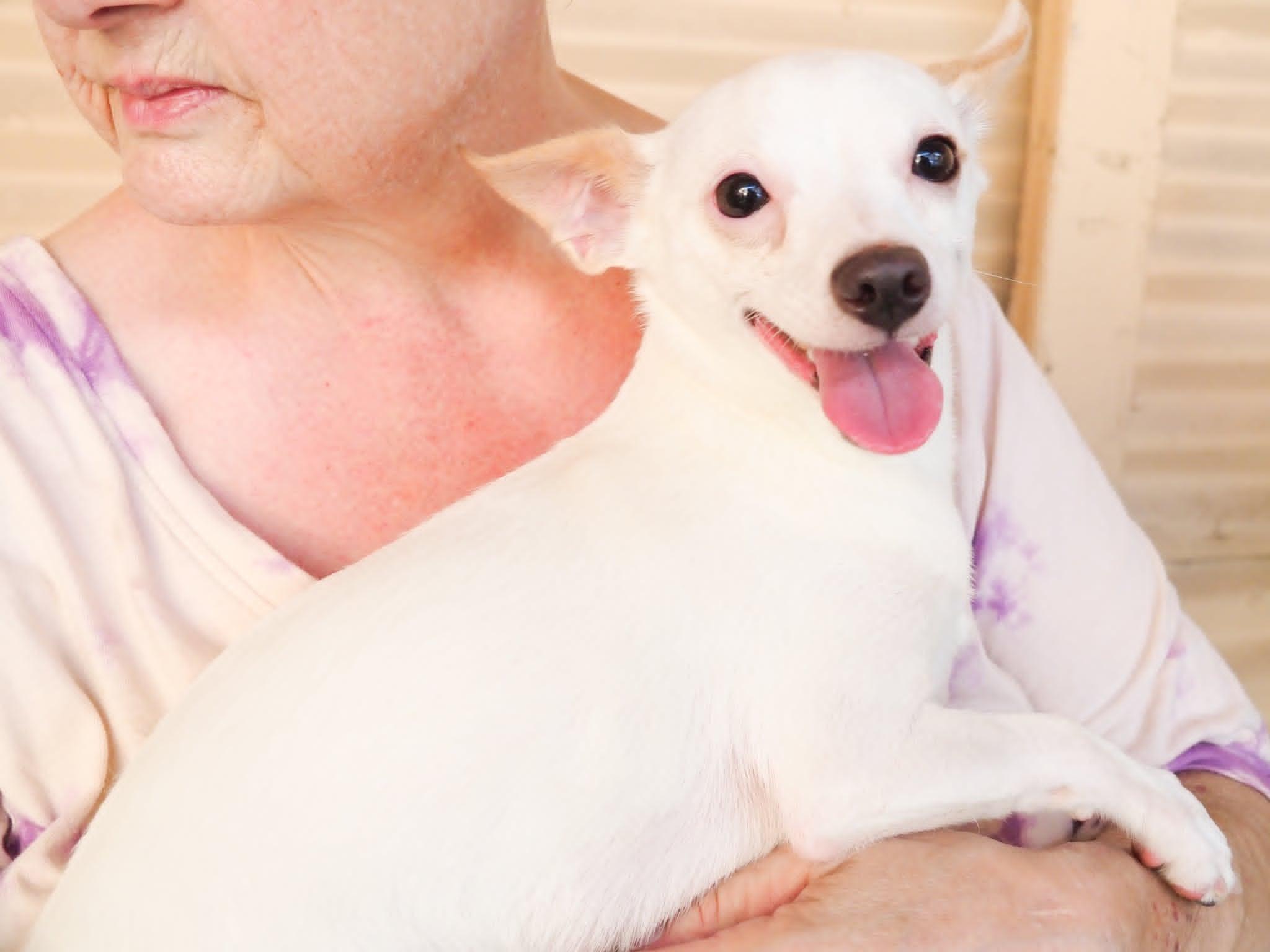 Papi, an adopted mixed breed in PHOENIX, AZ image 6/6