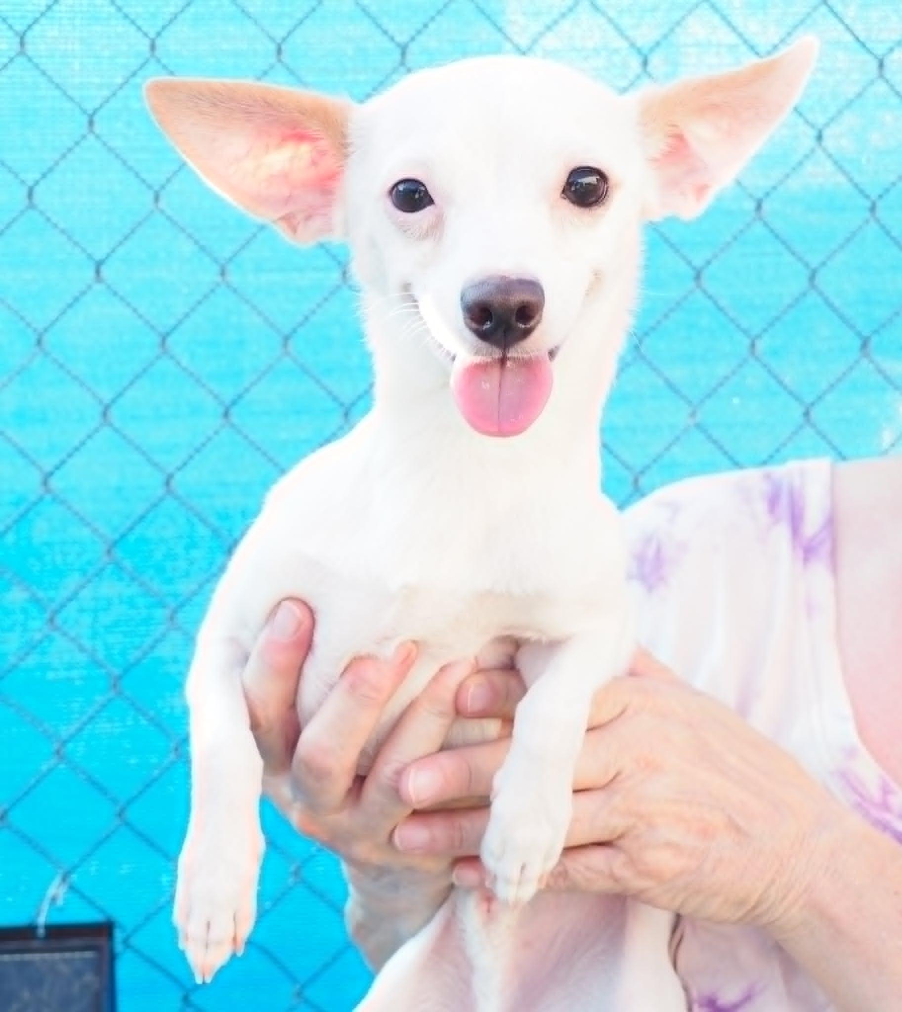 Papi, an adopted mixed breed in PHOENIX, AZ image 1/6
