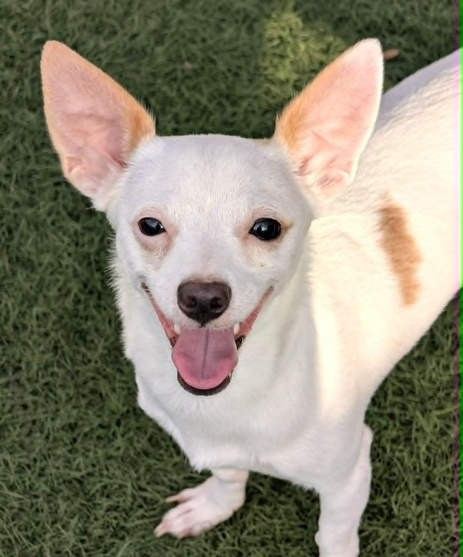 Papi, an adopted mixed breed in PHOENIX, AZ image 4/6