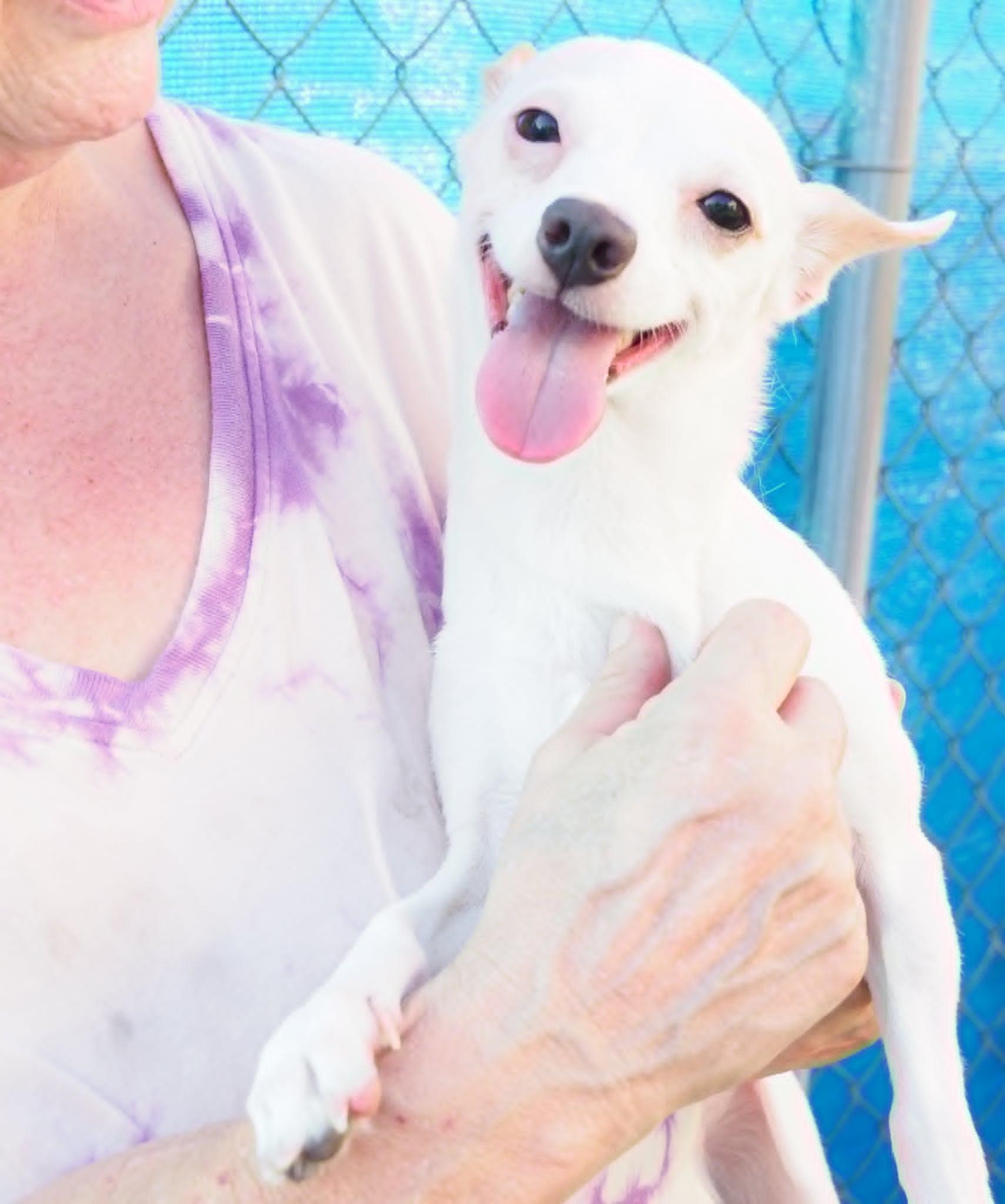 Papi, an adopted mixed breed in PHOENIX, AZ image 5/6