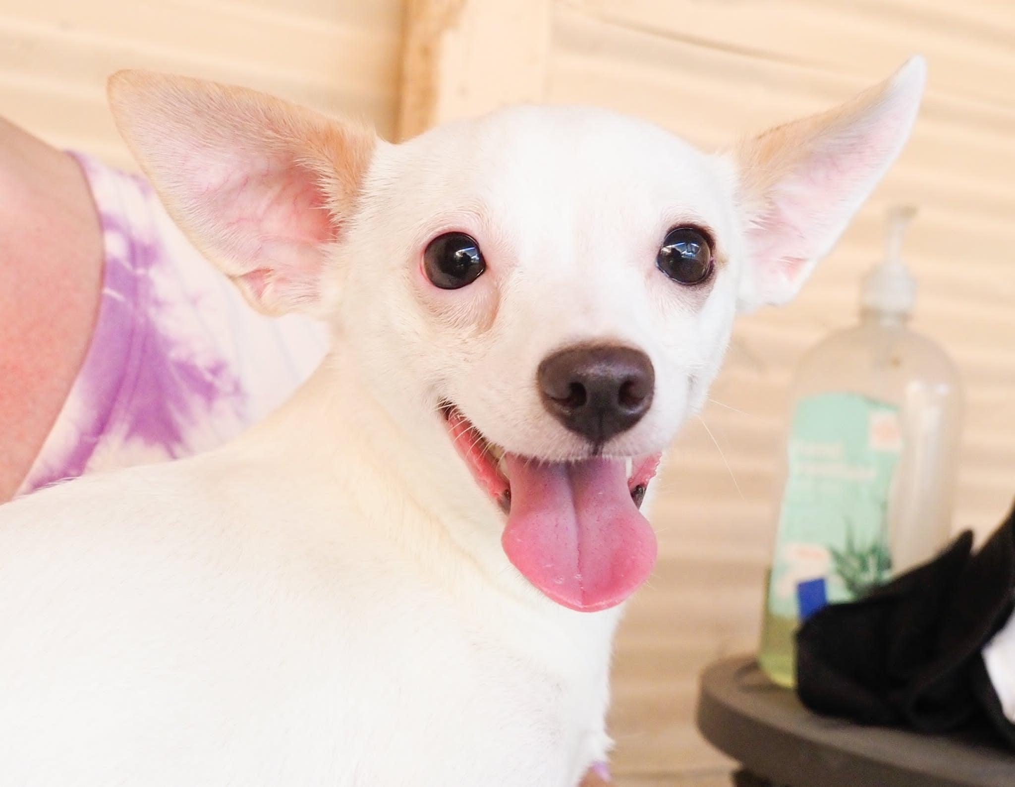Papi, an adopted mixed breed in PHOENIX, AZ image 3/6