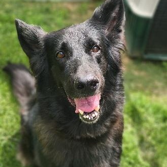 Diamond, ADOPTABLE, Adult Female Shepherd.