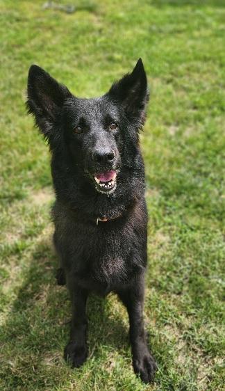 Diamond, a ADOPTABLE Shepherd in Stanley, VA image 2/2
