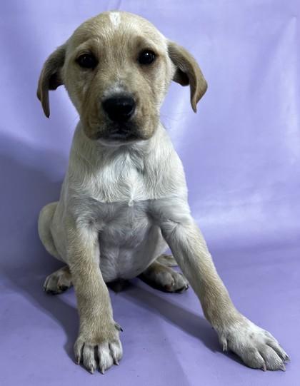 Murray — thumbnail 2