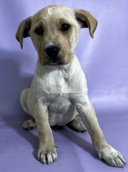 Murray — thumbnail 3