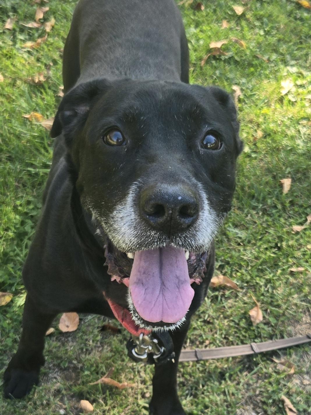 Max, adopted, Adult Male Black Labrador Retriever.