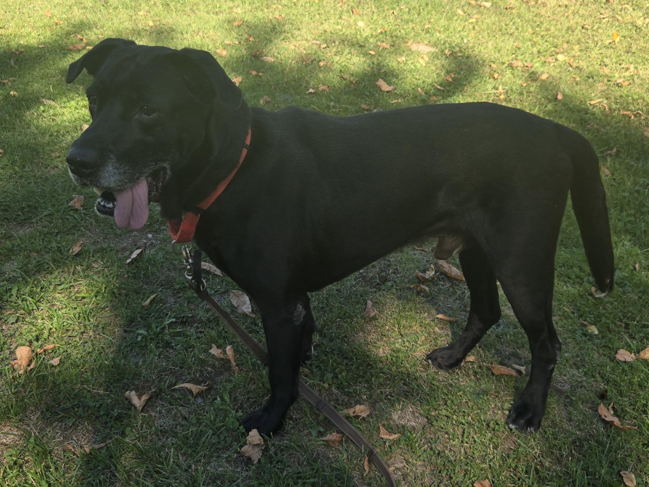 Enlarge Max, an adopted Black Labrador Retriever in Concord, OH image 2/5