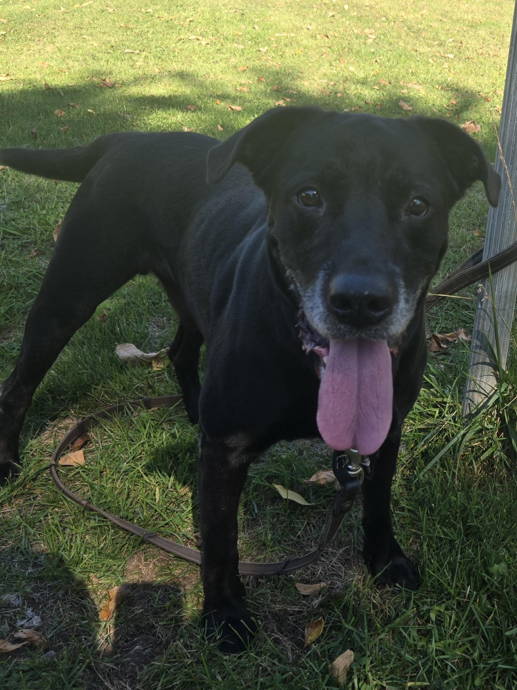 Enlarge Max, an adopted Black Labrador Retriever in Concord, OH image 3/5