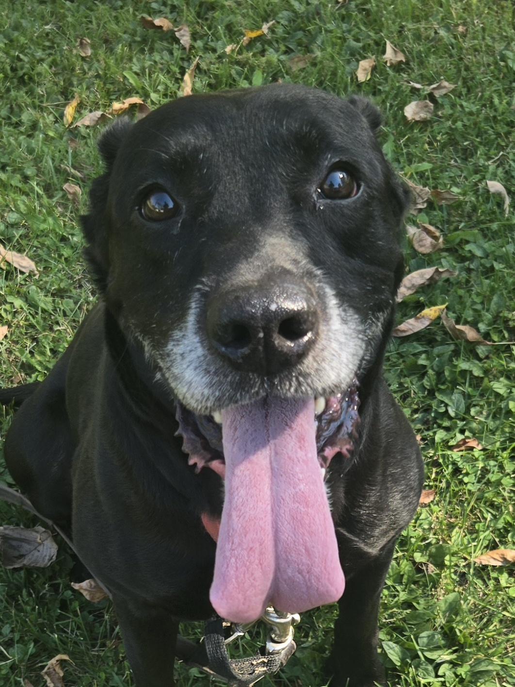 Enlarge Max, an adopted Black Labrador Retriever in Concord, OH image 5/5