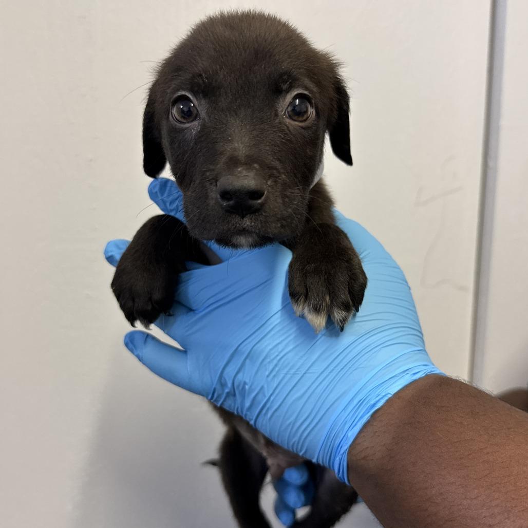 Randy, Adoptable, Puppy Male Pointer & Cattle Dog.