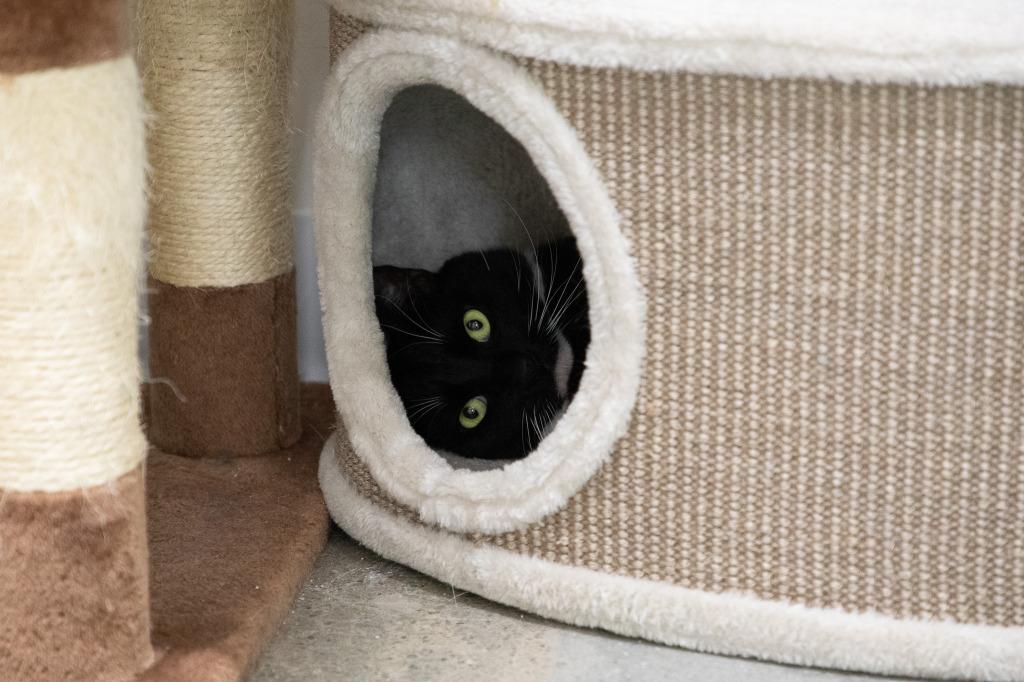 Dale, Adoptable, Adult Male Domestic Short Hair.