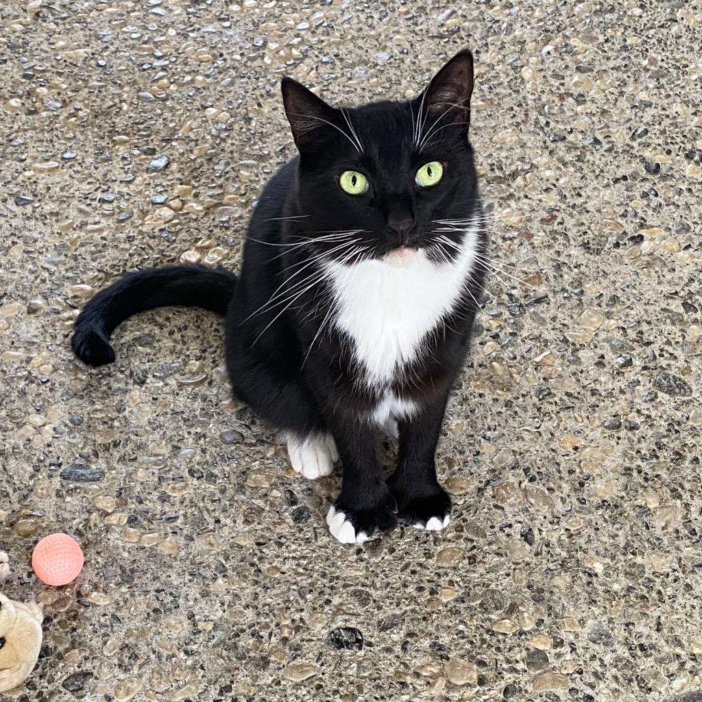 Enlarge Dale, a Adoptable Extra-Toes Cat / Hemingway Polydactyl in Napa, CA image 2/2