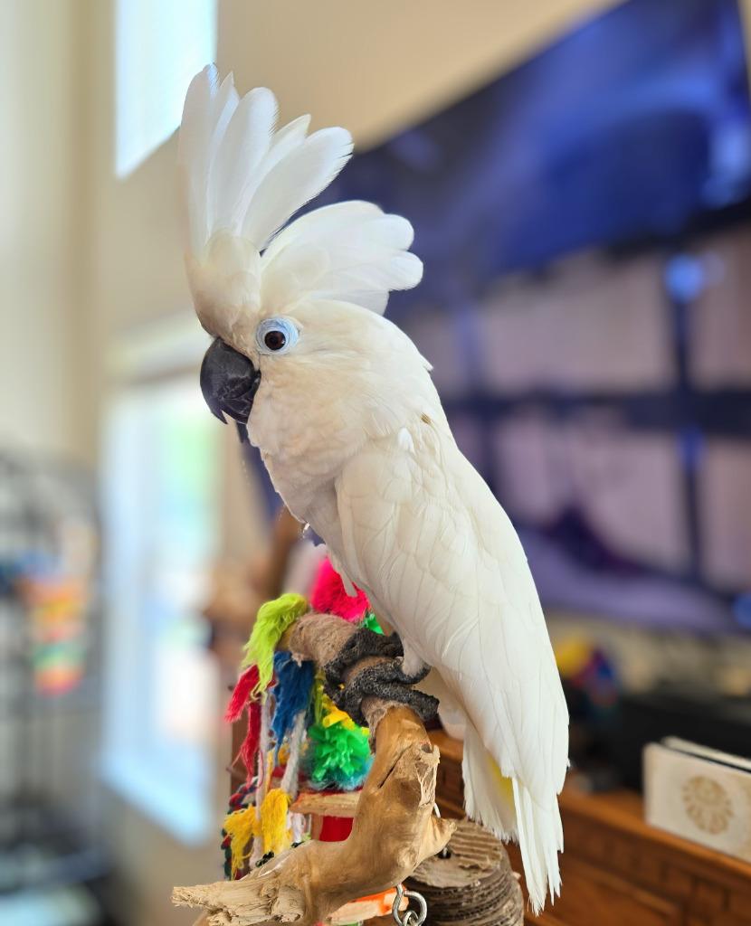 Cynthia, a Adoptable Cockatoo in Ballwin, MO image 4/6