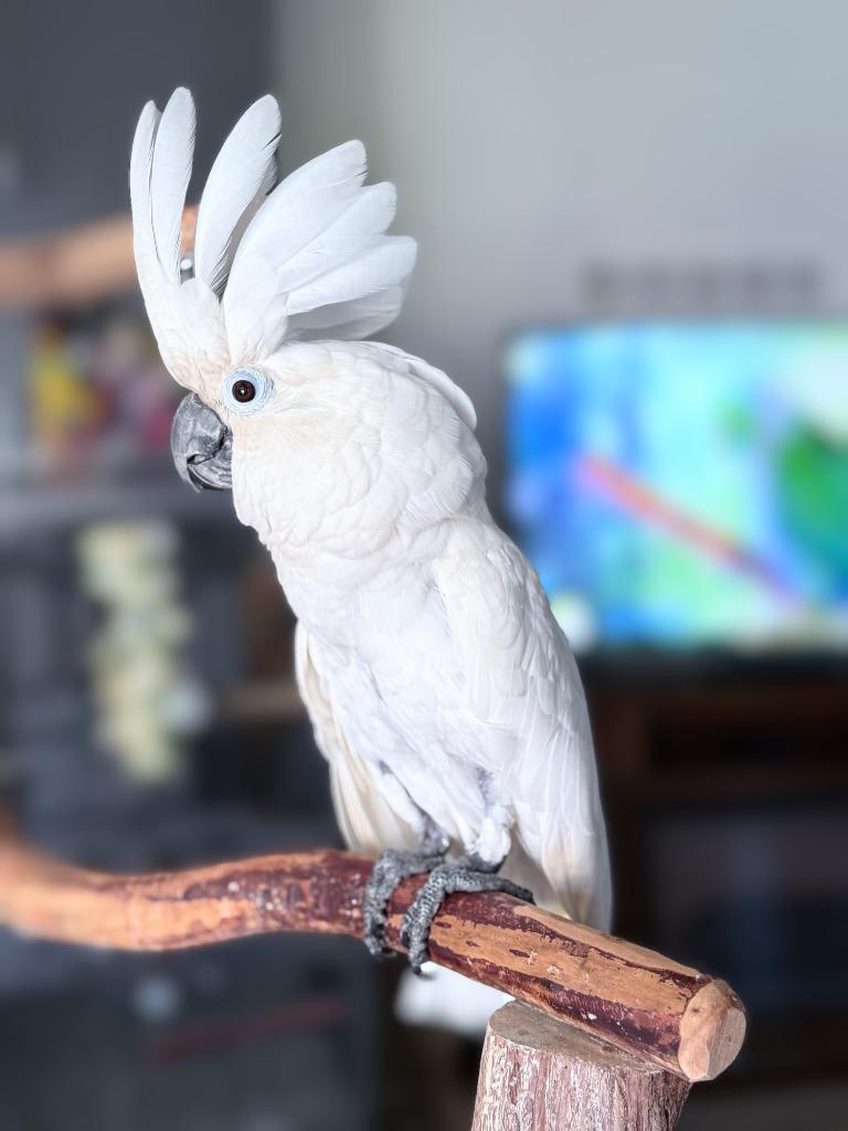 Cynthia, a Adoptable Cockatoo in Ballwin, MO image 5/6