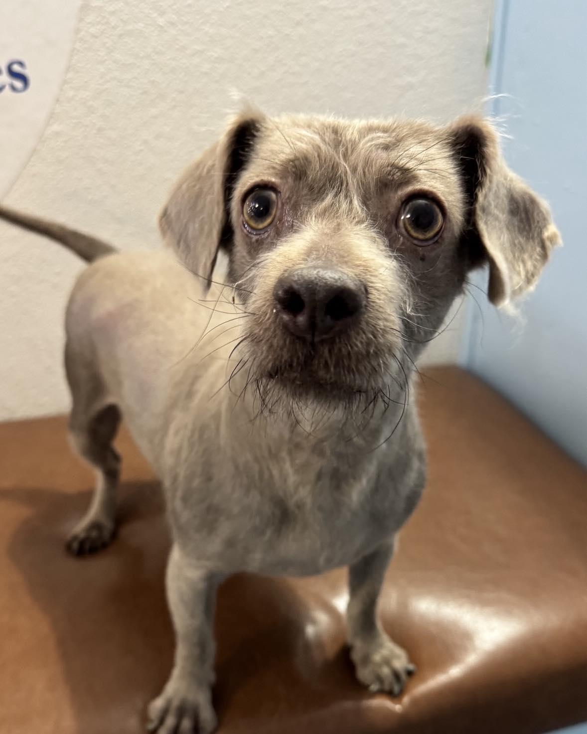 Precious thumbnail 3