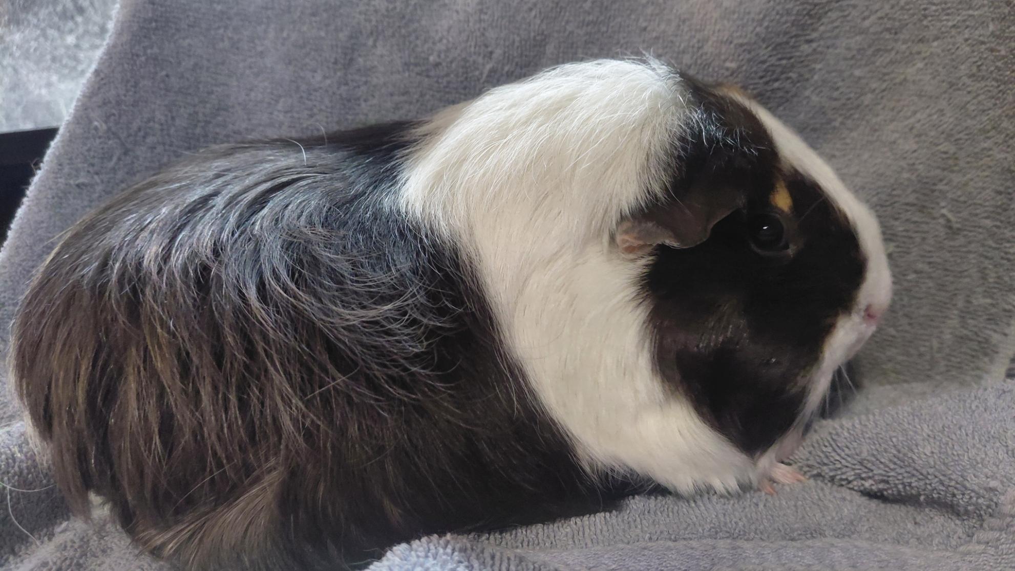 Enlarge S'mores, an adopted Guinea Pig in Cincinnati, OH image 1/1